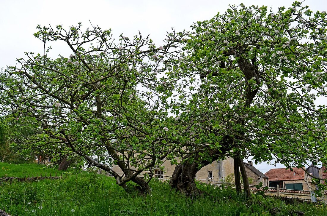 Un vieux pommier penché, soutenu par un étai en bois, dans le jardin de Woolsthorpe Manor dans le Lincolnshire, présenté comme l'arbre de l'histoire de la pomme de Newton
