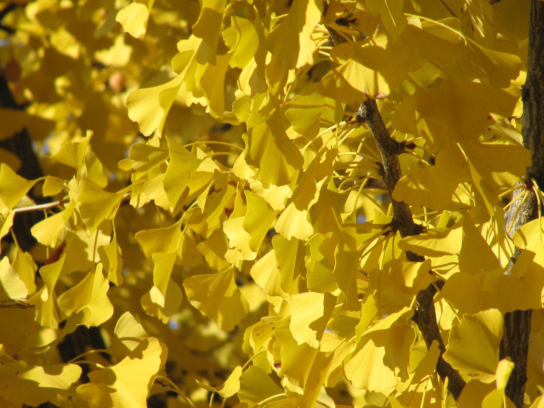Golden-yellow ginkgo leaves in autumn