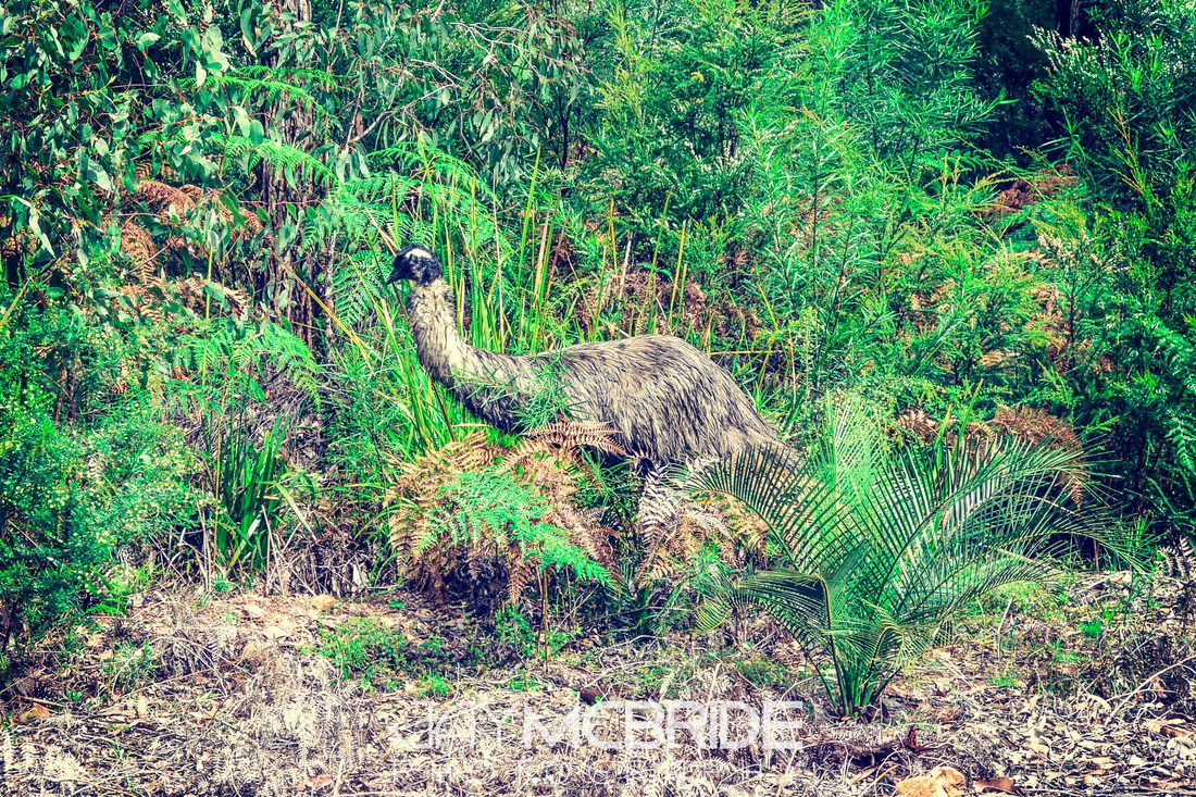 A wild emu standing in the Australian bush
